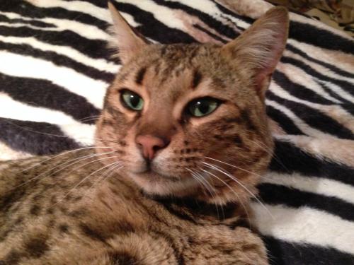 advantix advantage multi for cats